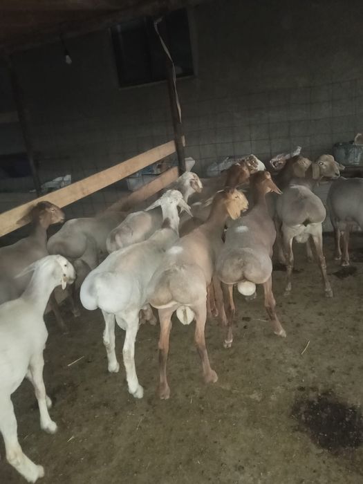 20 бас кошкар бар