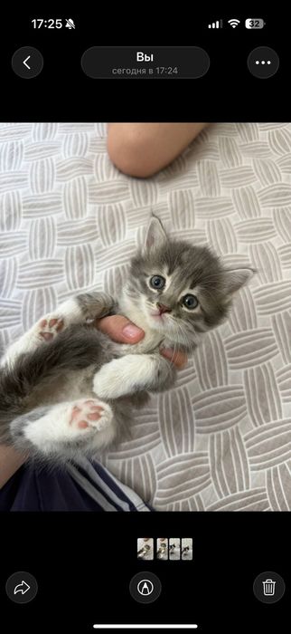 Котёнок в добрые руки