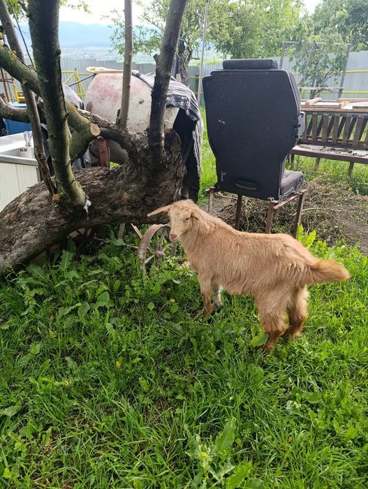 Capra anglinubiana, ieduță și tapisor