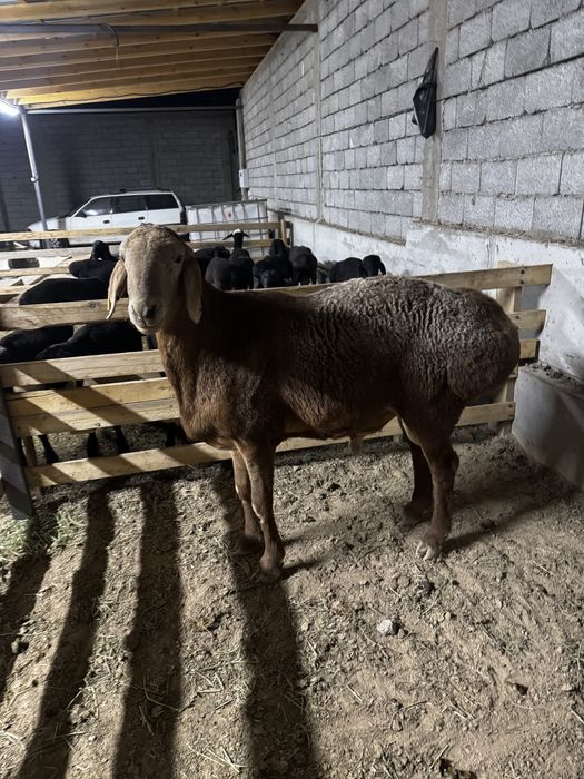 Продается арашан кочкорик для разведение!!