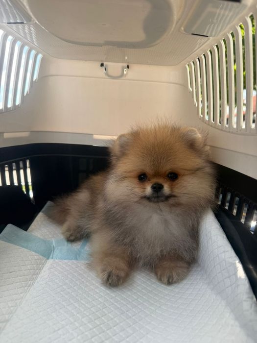 Catelus Pomeranian