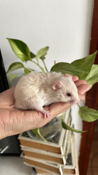 Хомяк сирииец 2 мес