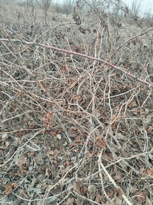 Uzum tok ko'chatlar sotiladi