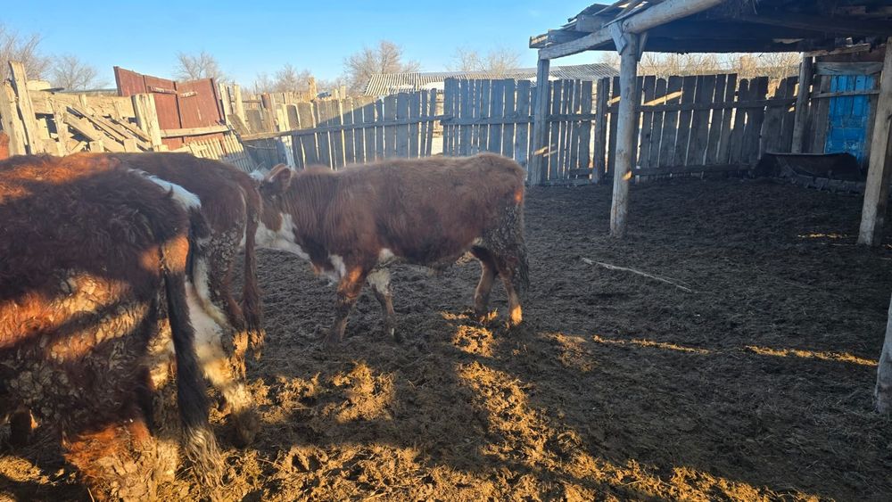 Откорм баспақтар 4 бас бука