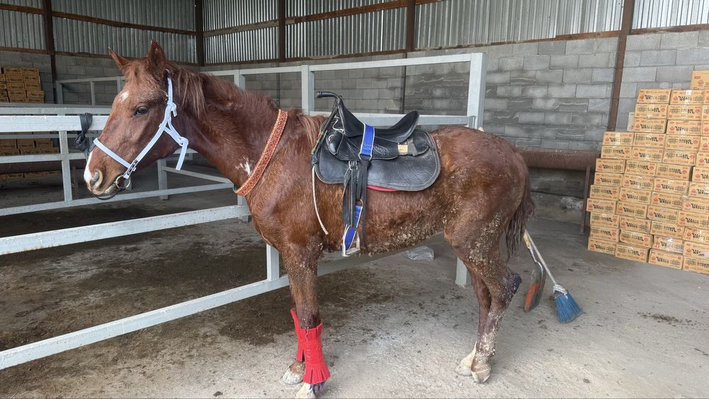 Мынгы Тай сатылады