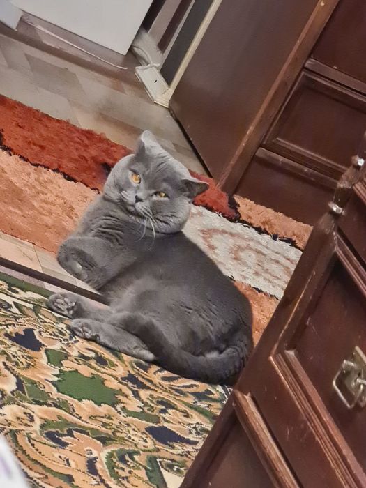 Ищем девочку для вязки