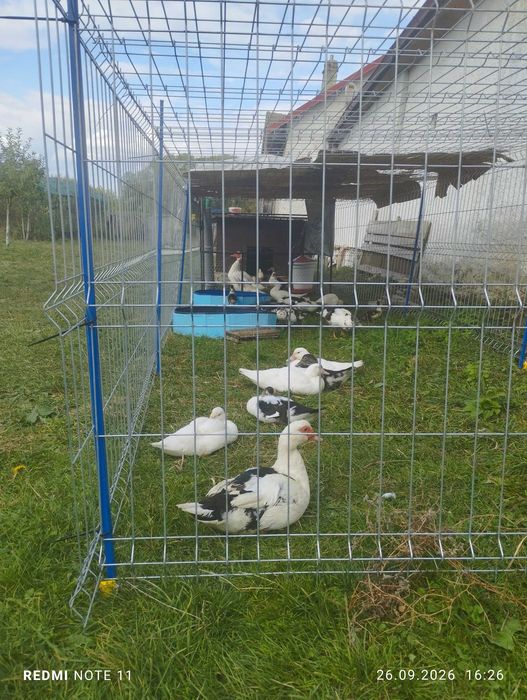 Vând boboci de rate leșești
