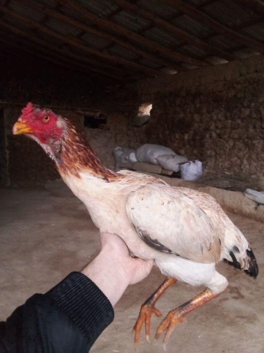 Toza qon tuximga yaqin bulishi 200 ming manzil Urgut tumani Samarqand