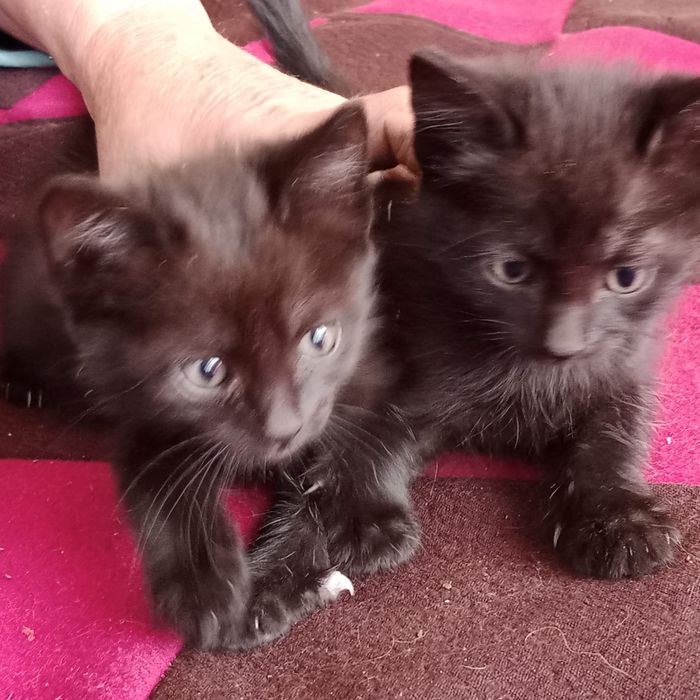 Отдам котят в добрые руки