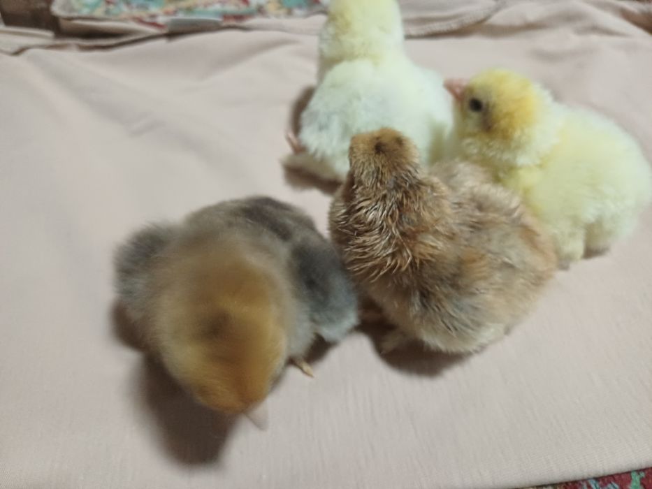 Продается куринные цыплята здоровые домашние..