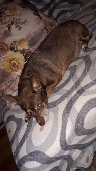 Пропала собака .