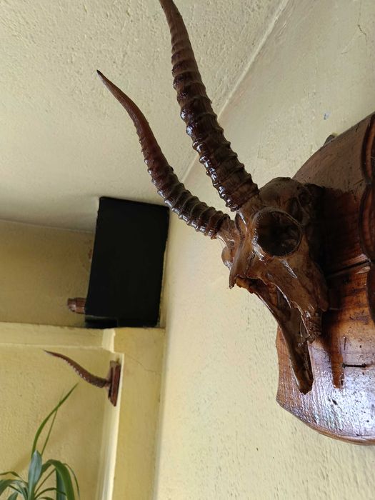 Рога на Монголска сайга