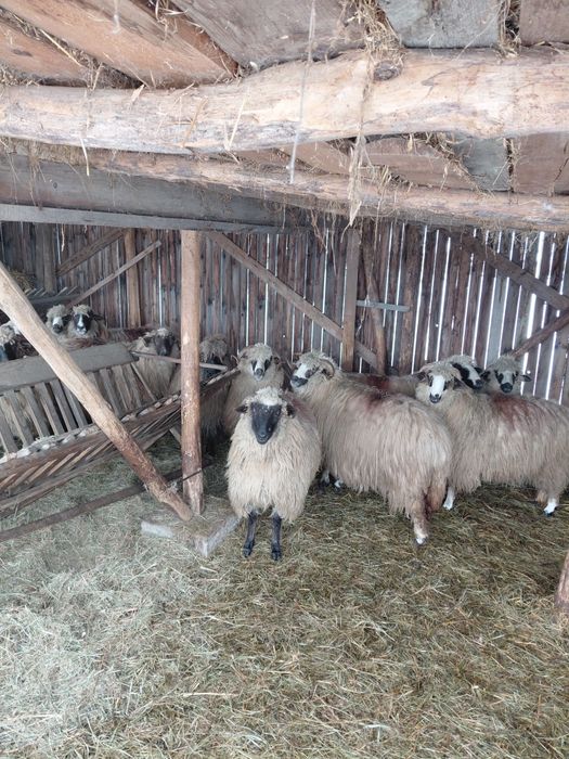 Oi de vanzare tinere