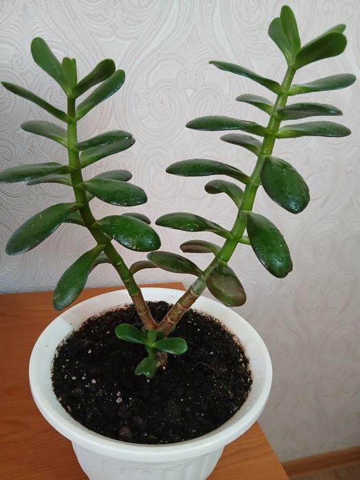 Толстянка денежное дерево