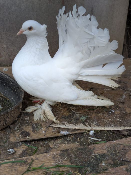 6 voltati indieni și o strasera