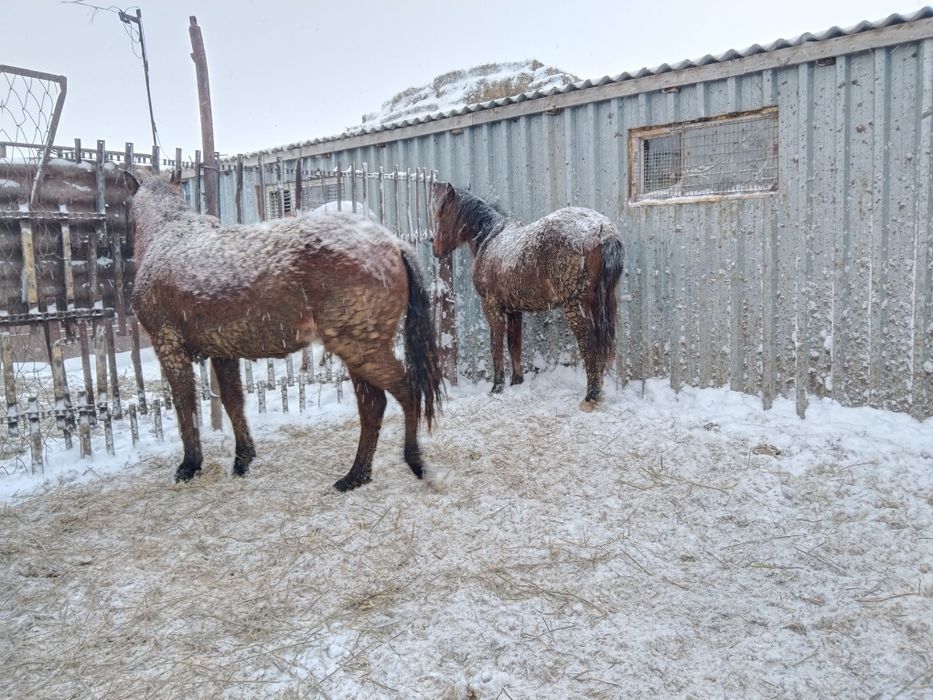 Тай Соғым ұрғашы