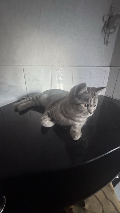 Продам британскую кошечку 8 мес
