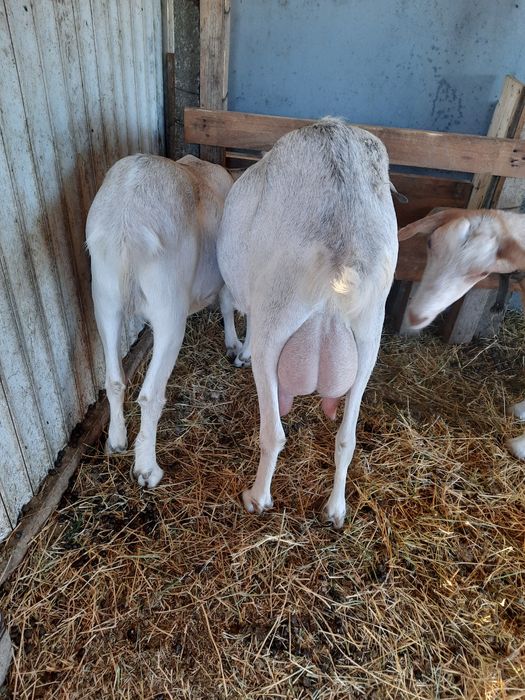 Vînd capre anogulbiană cu sannia