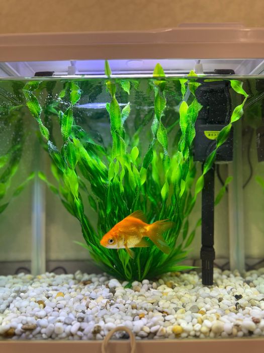 Продам аквариум с рыбой вместе!