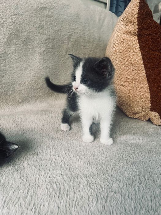 Отдам котят в добрые руки