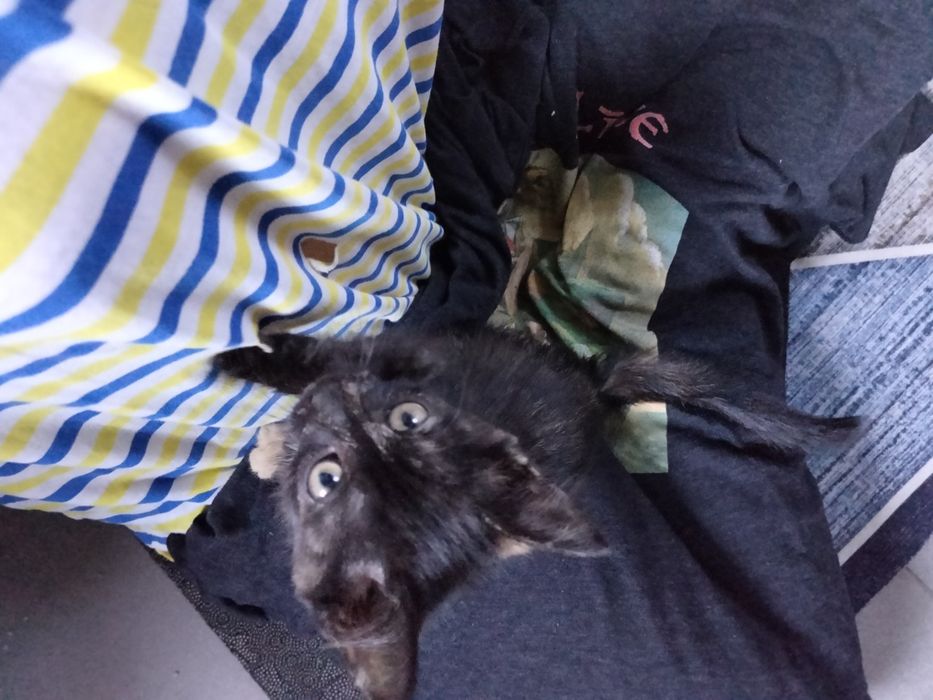 Котенка отдам в добрые руки