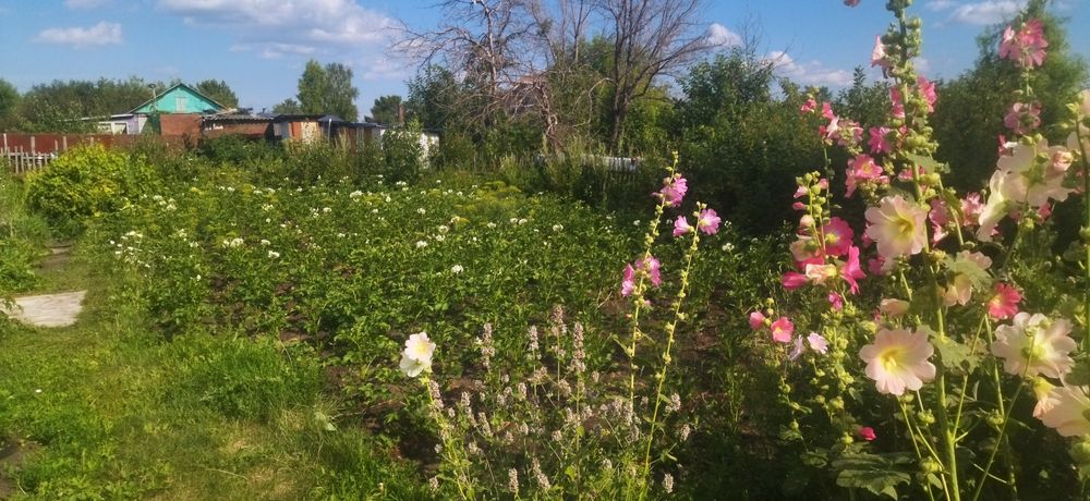 Продам хорошую дачу д/о ромашка