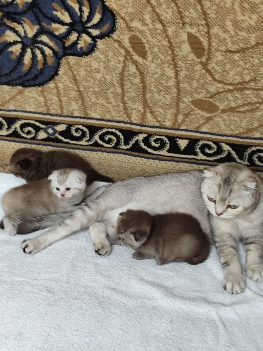Подарок для любимых! Шикарные котята!
