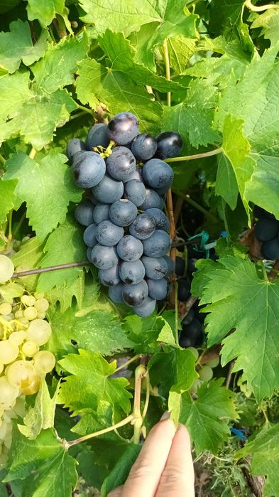 Vand struguri de masa si de vin