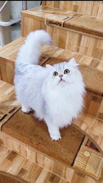 British longhair fetita pedigree din ambii parinti Campioni Mondiali