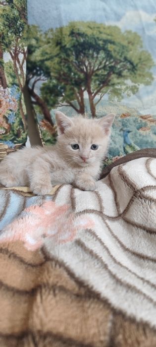 Продаю двух весёлых котят