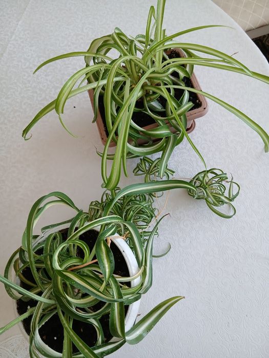 Продам хлорофитум