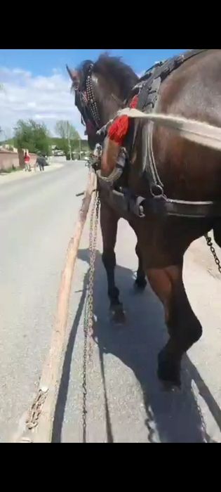 Vând cal de 7 ani castrat