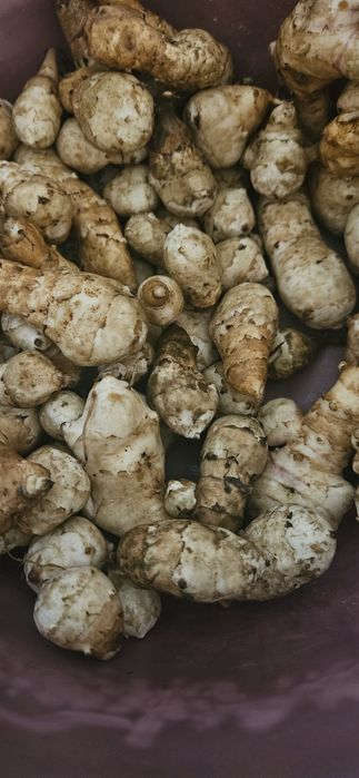 Топинанбур,земляная груша