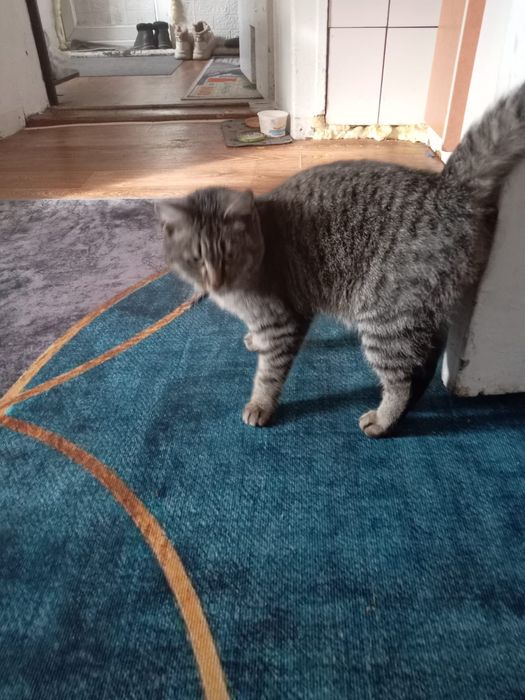 Отдам кошечку в добрые руки