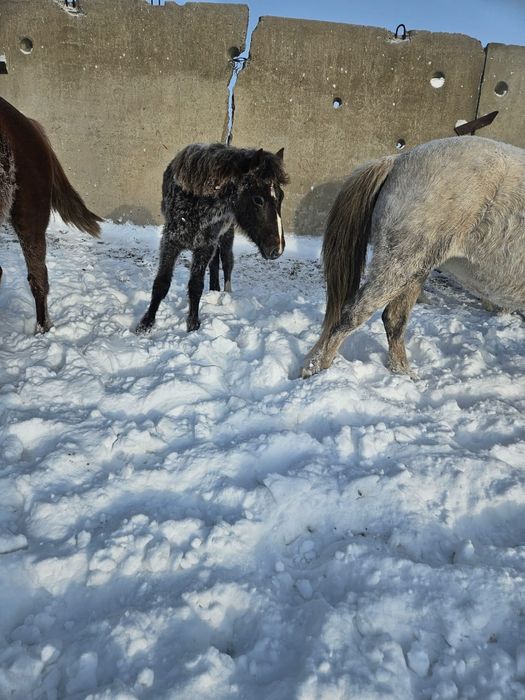 Продам лошадей с жеребятами