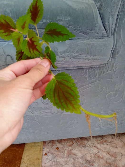 Продам колеус по 500 тенге