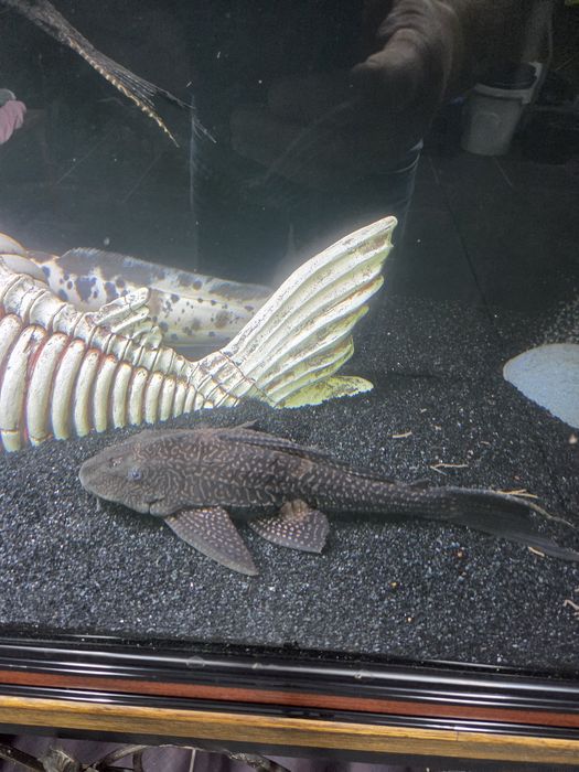 Продам сома птерика срочно.