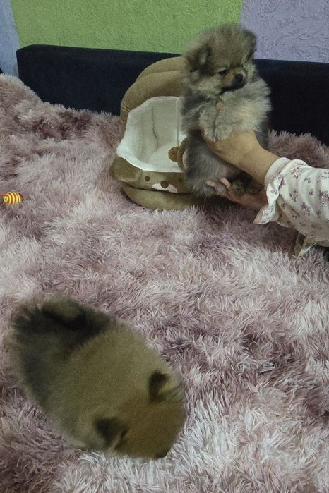 Померанский шпиц