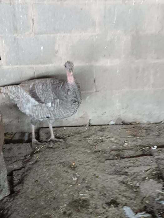 Индюшки     индюшки