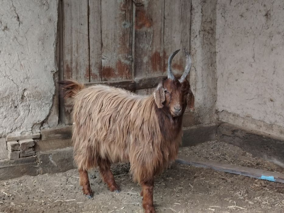 Sarka sotiladi. Axta qilingan