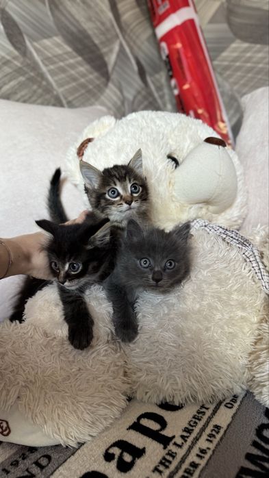 Отдам котят, мальчик и девочка !