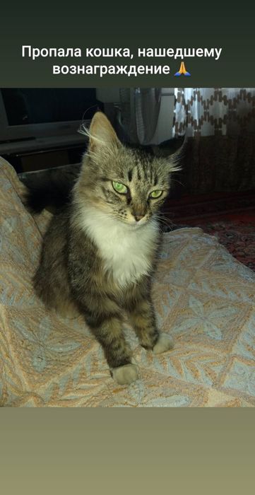 Потерялась кошка