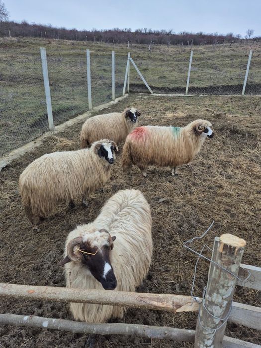 Oi breze frumoase si tinere!