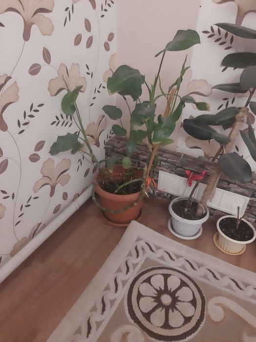 Продается комнатные  растения