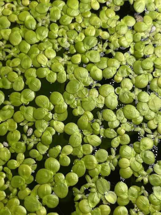 Ряска водное растение