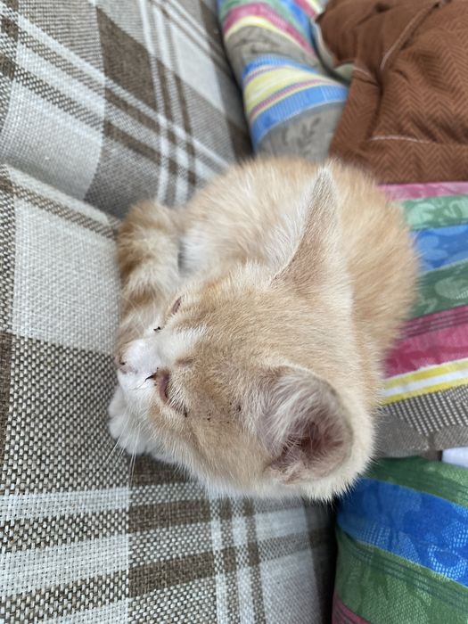 Милые котята ищут новый дом