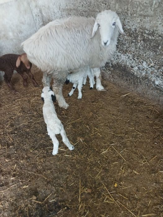 Egiz qoʻylar sotiladi