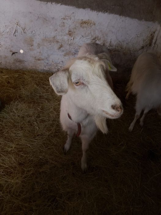 5 бременни кози / Козите