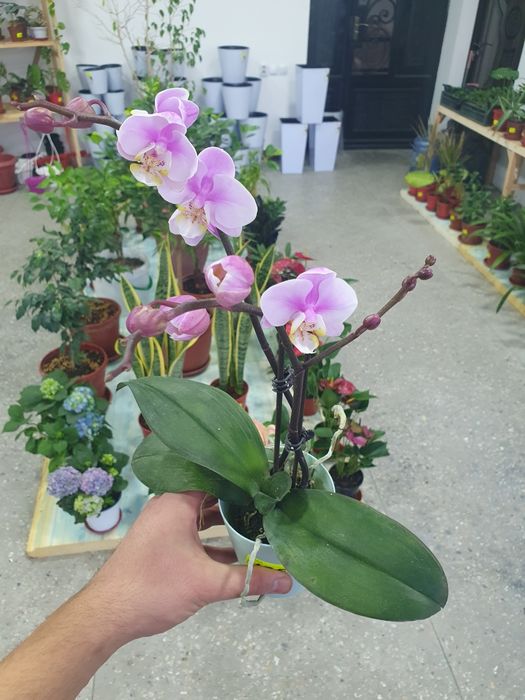 Arxideya архидея