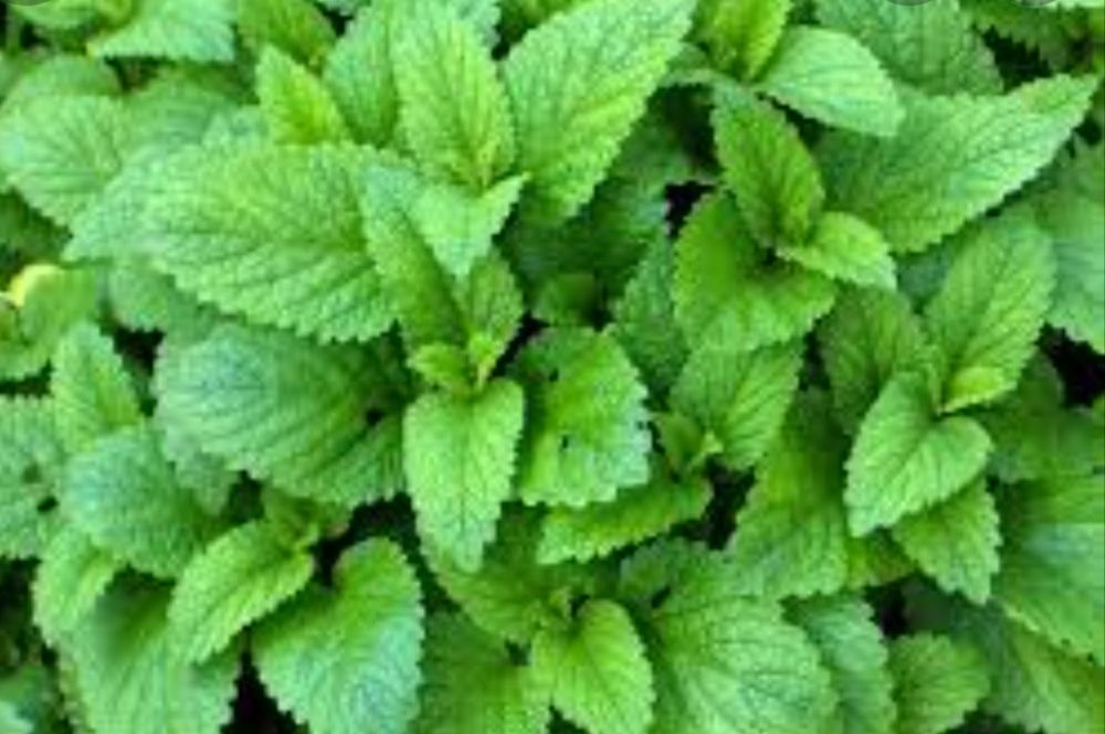 Мелисса (лимонная трава)